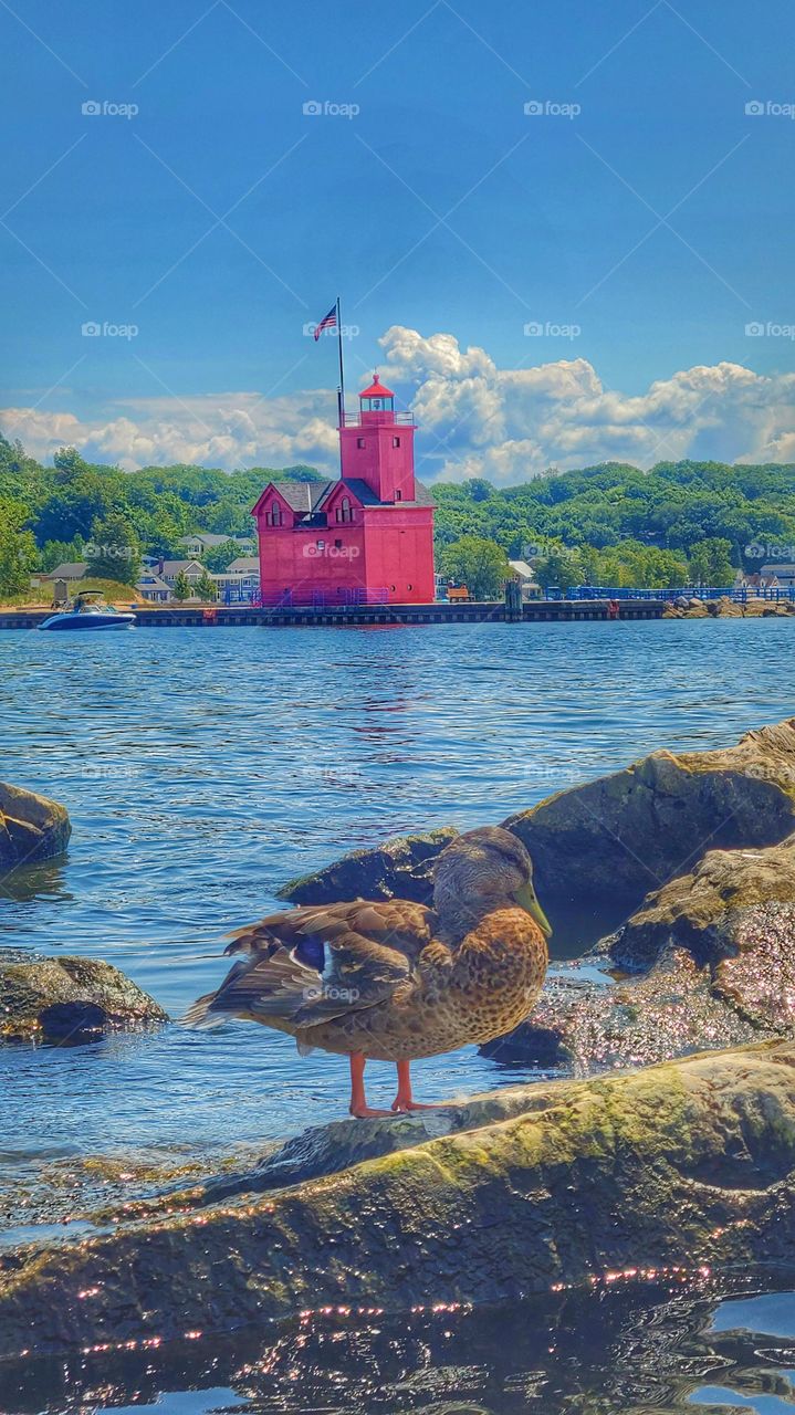 A duck in front of lighthouse