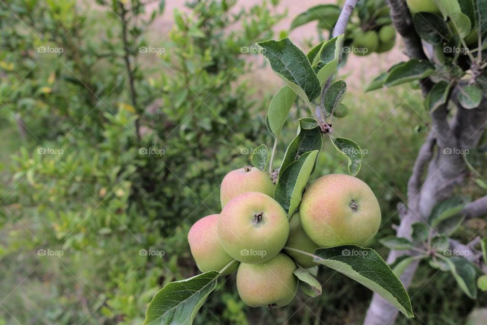 Organic tree cultivation with green and red apples