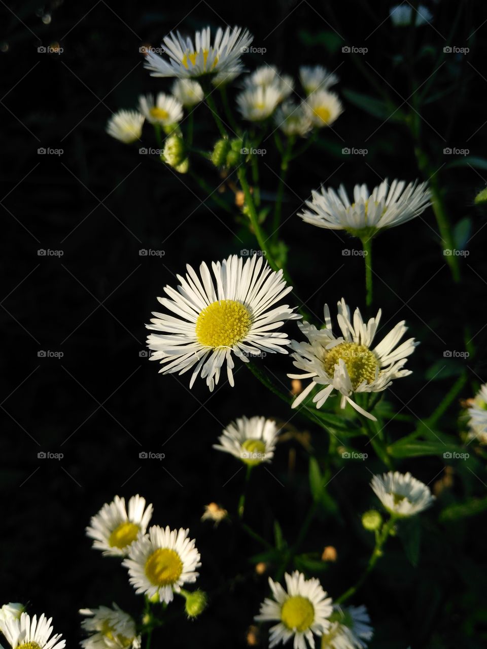 close up flowers