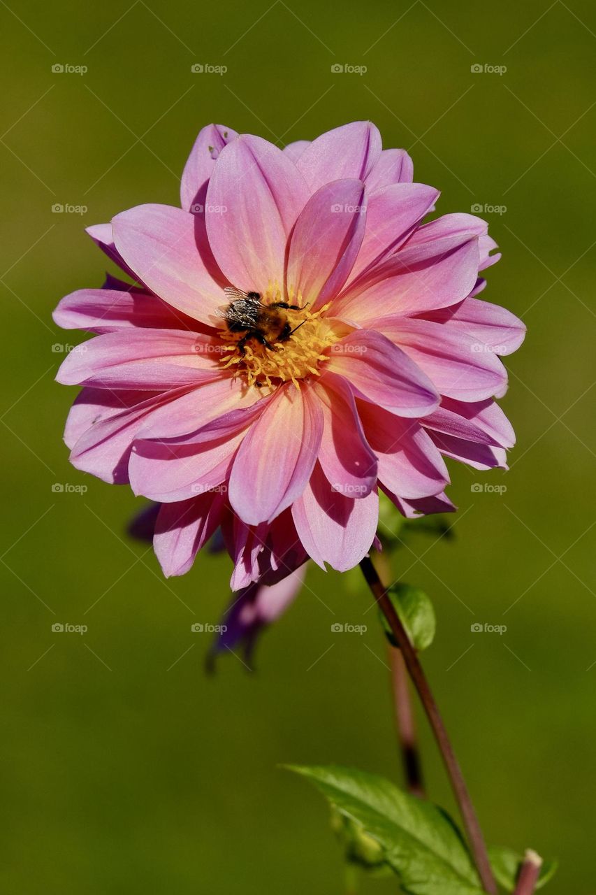 Close-up of bee pollinating a beautiful pink dahlia flower against green background. 
