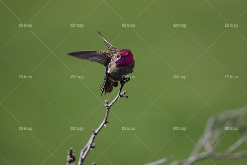 Just landed on a twig 