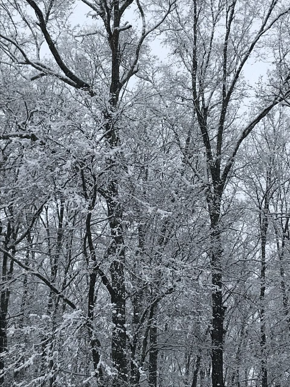 Trees with ice and snow on limbs.  