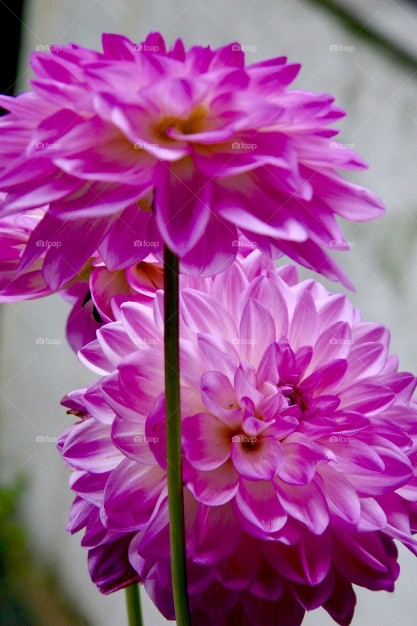 Flowers in pink 