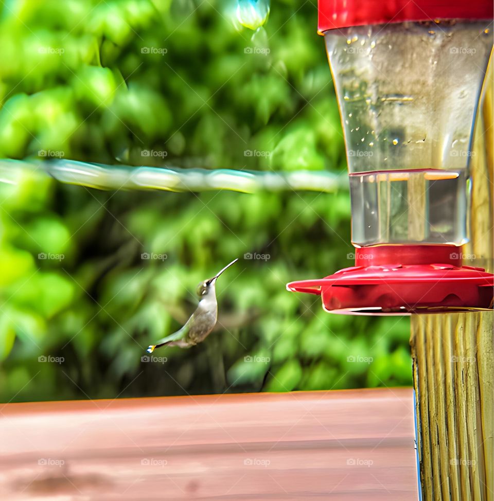 Hummingbird flying towards her bird feeder. She looked so graceful as she made her way to the dinner table.