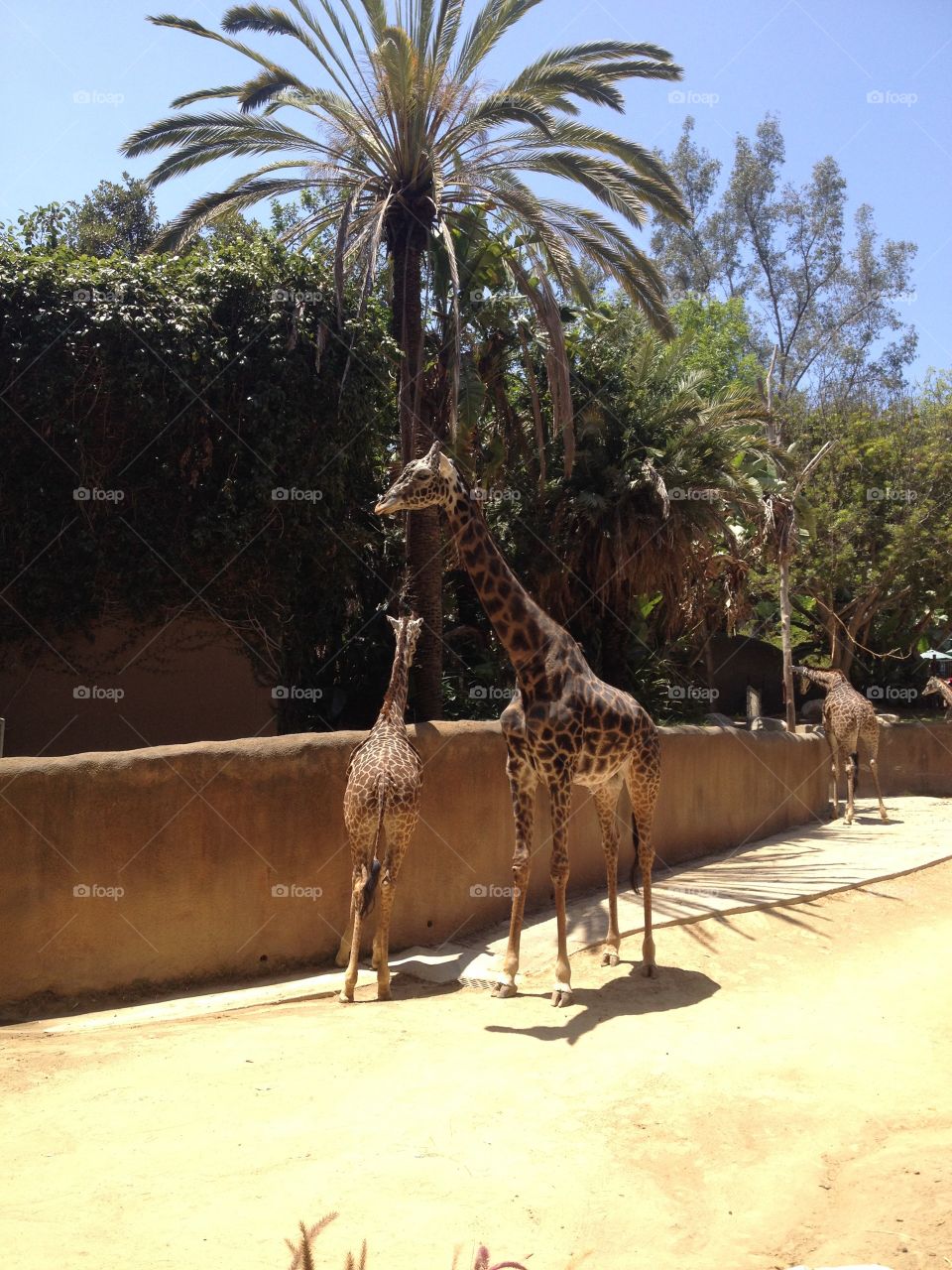 Giraffes 