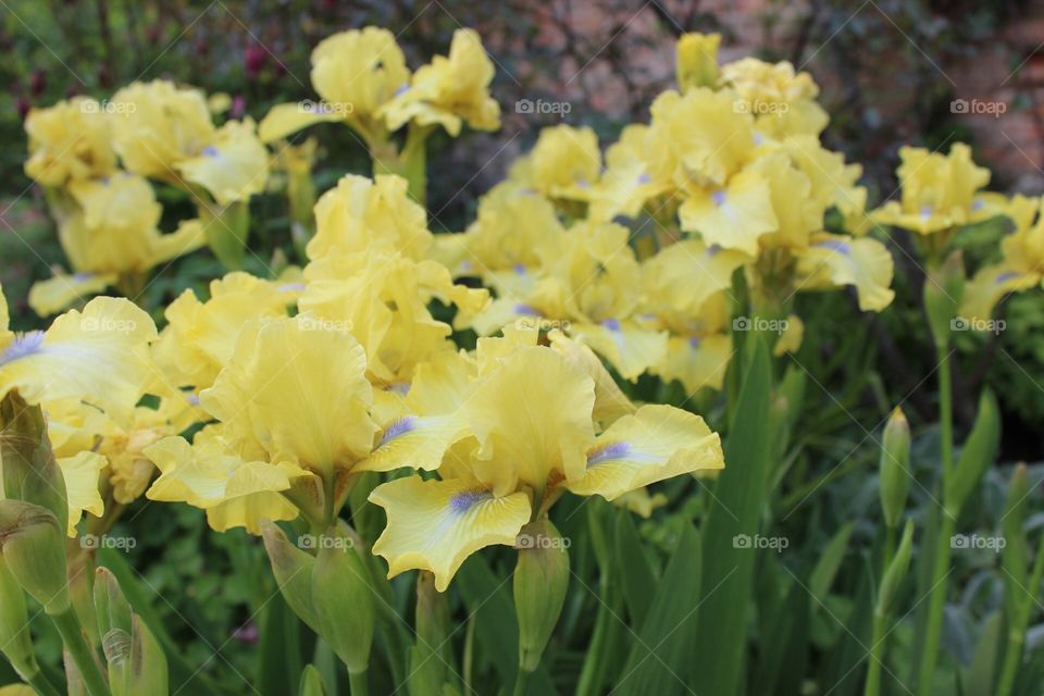 Yellow iris