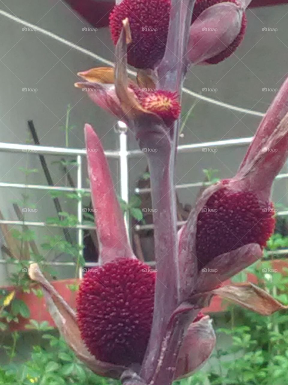 This is a very beautiful flower and very nice showing colors maroon.