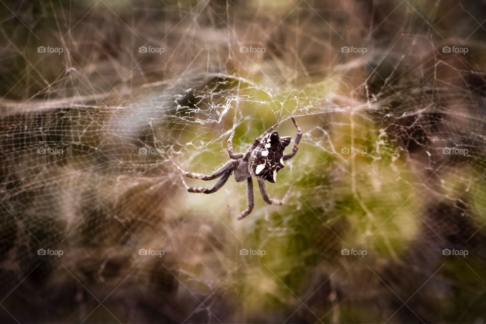 Spider in croatia