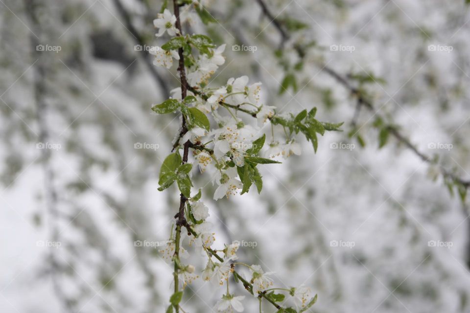 flowers under the  snow