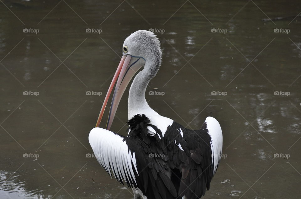 Pelican