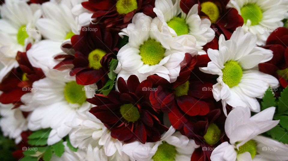 Red and white mum flower 