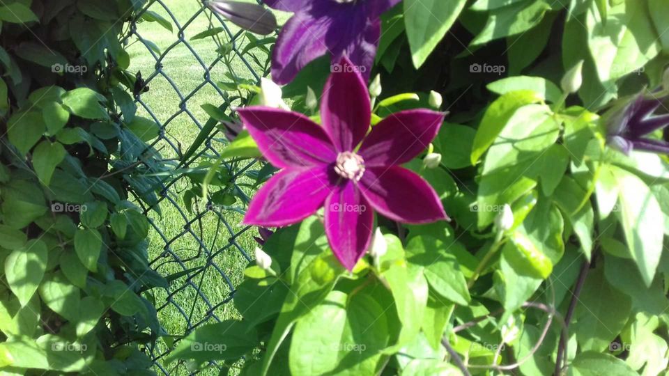 Beautiful purple flower...