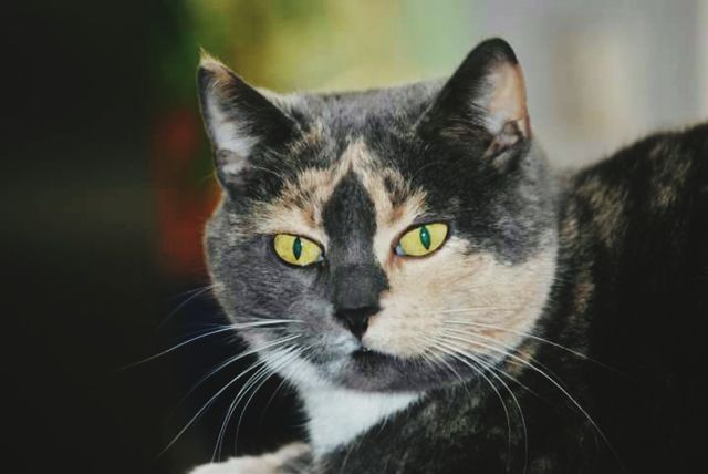 I HAVE SEEN A CUTE KITTY.