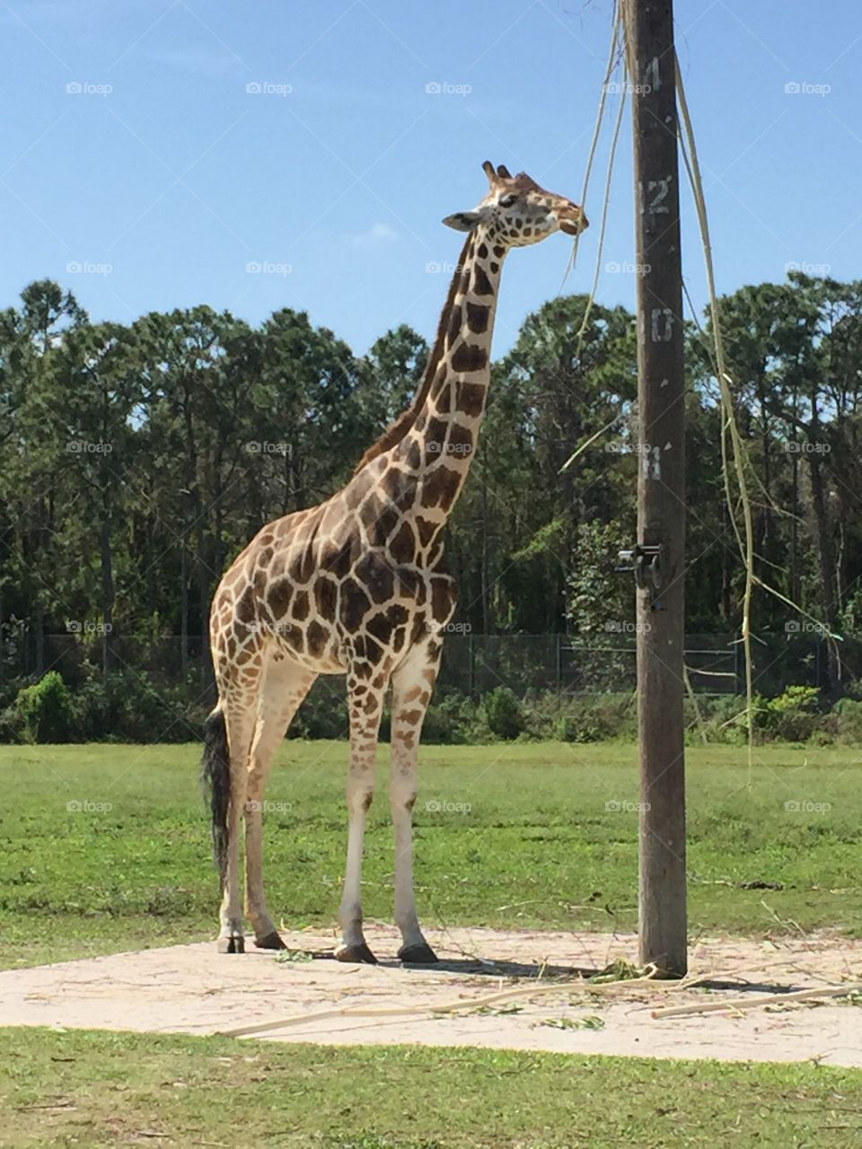 Poser giraffe