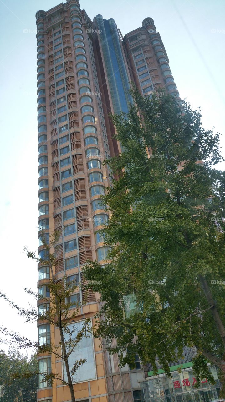 Huge building, green tree going to sky