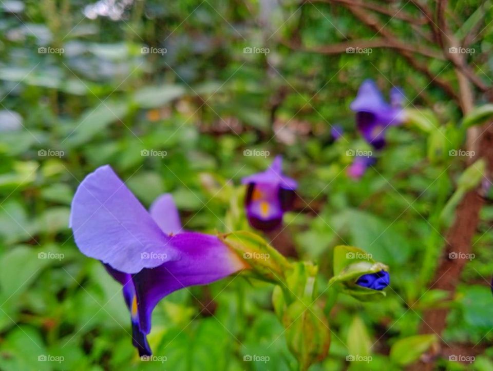 unknown beautiful violet colour flower