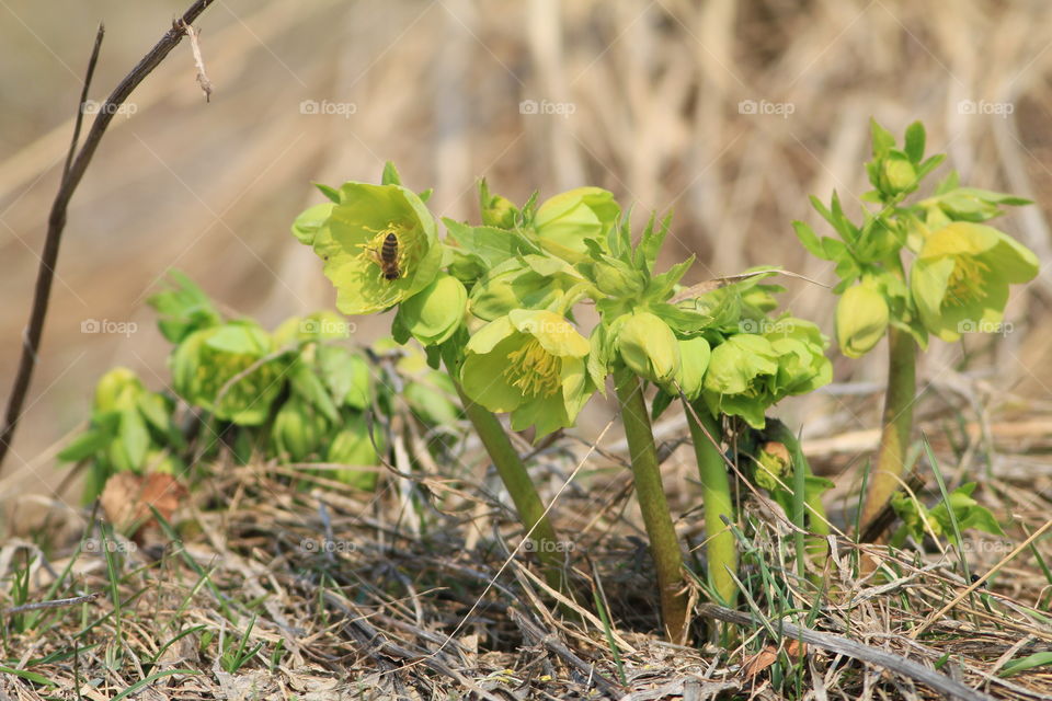 green rarly spring flowers