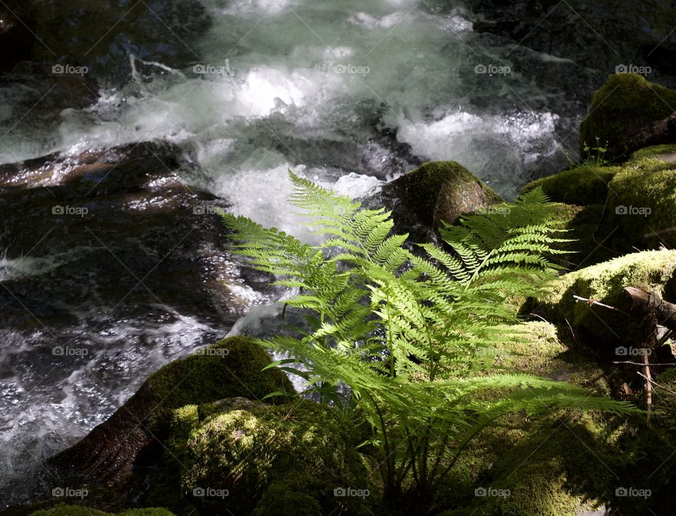 A wild fern plant highlighted by sun peaking through thick forests on the rocky banks of a rapid flowing creek in Western Oregon on a sunny spring day.