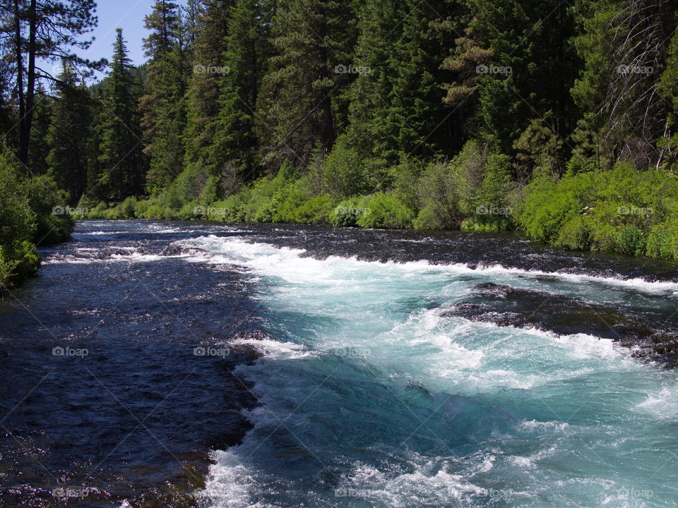 The beautiful waters of the Metolius River in the forests of Central Oregon 
