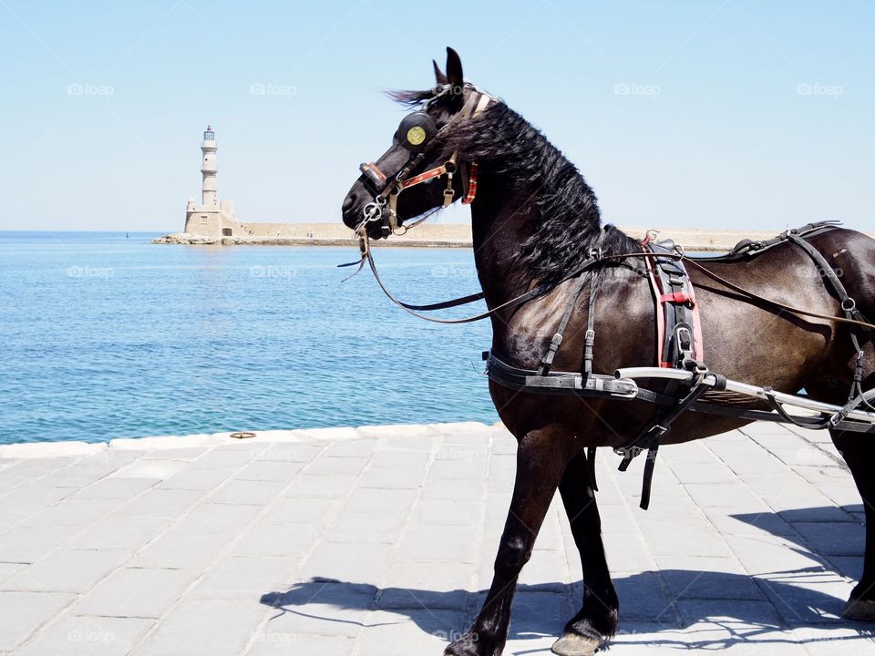 Xania on Kreta / Horse 