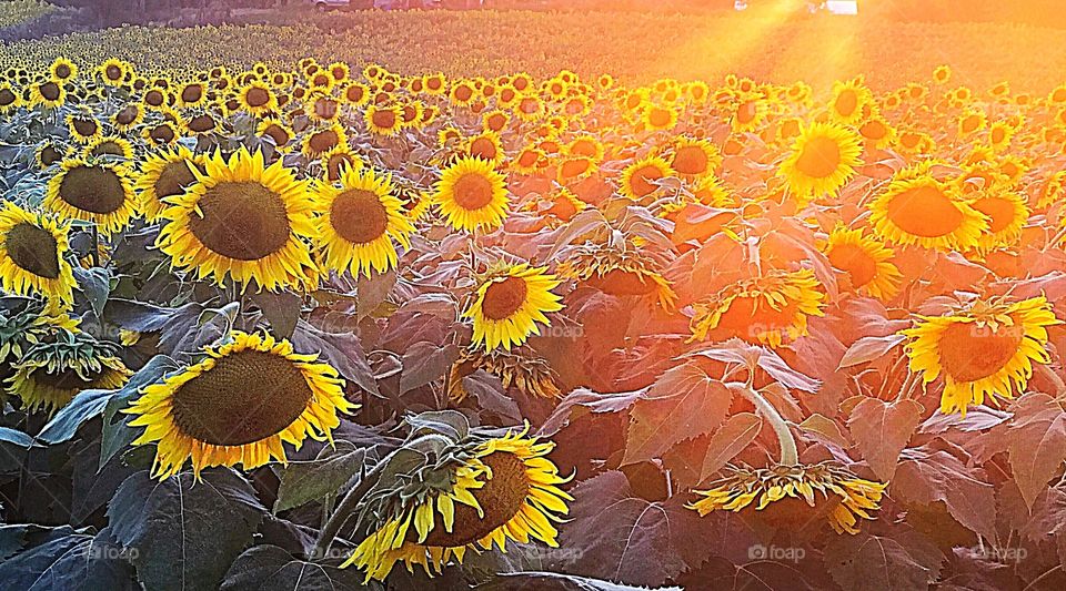 Sunlight and sunset on sunflower field