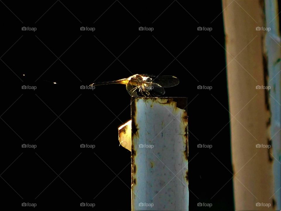 fascinating dragonfly.