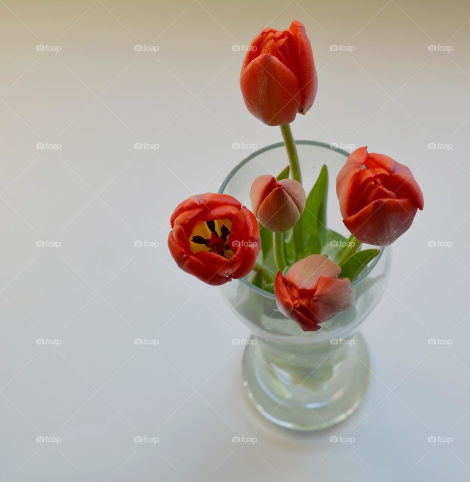 red tulips flowers in vase spring time