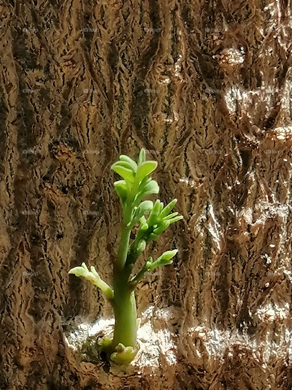 Sprout coming out of moringga trunk