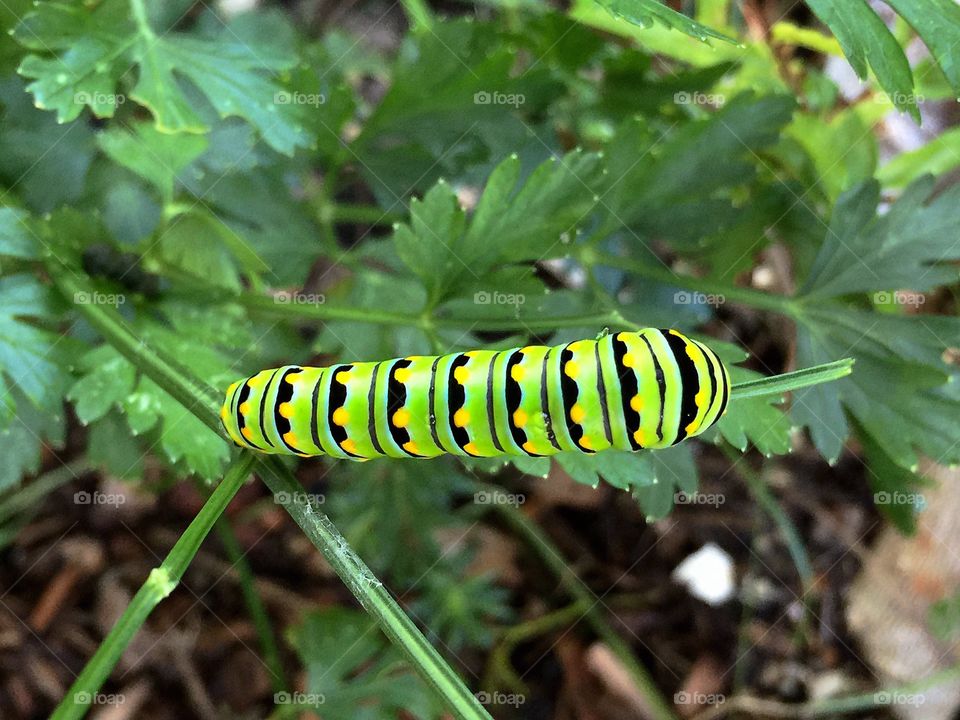 Beautiful swallow tailed butterfly caterpillar eating parsley