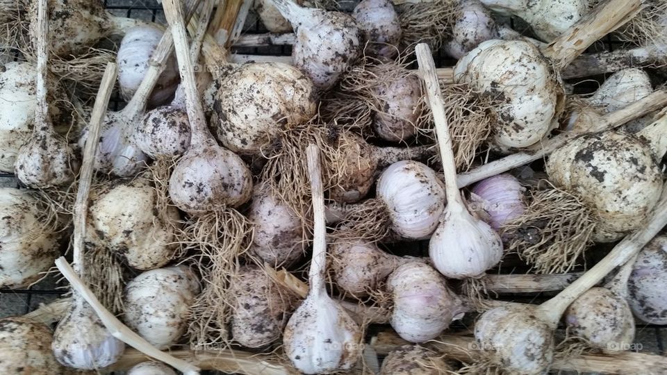 dried garlic stemed