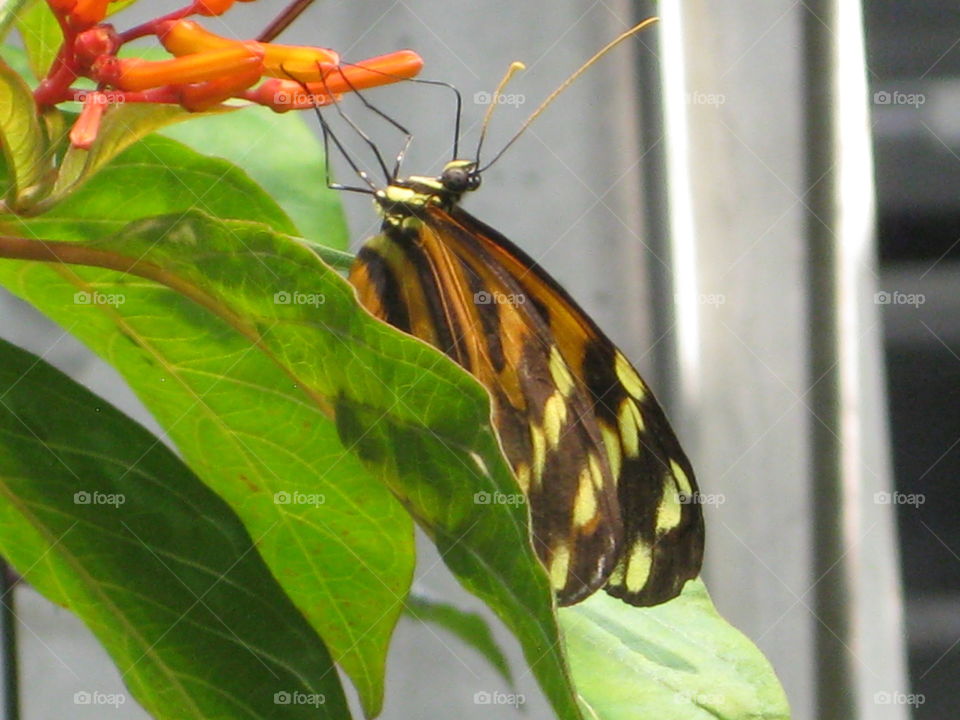 Beautiful Butterfly on Plant