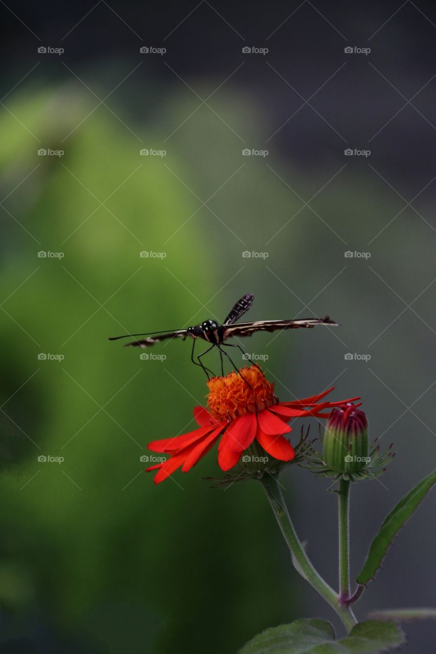 An aerodynamic study of a hovering swallowtail butterfly over a tropical red flower