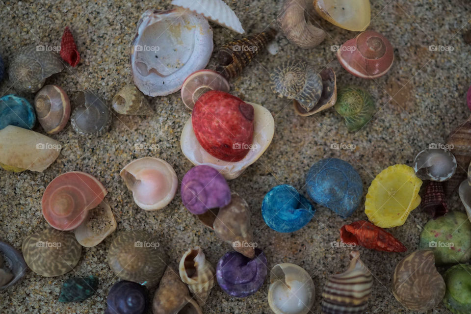 Seashells 