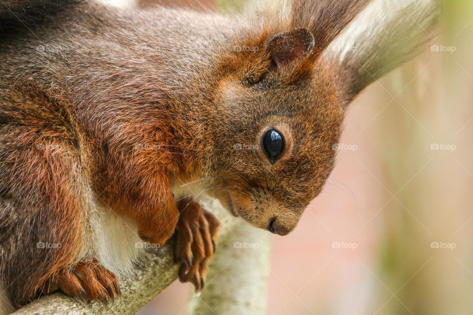 Close-up of a squirrel taking a nap on tree