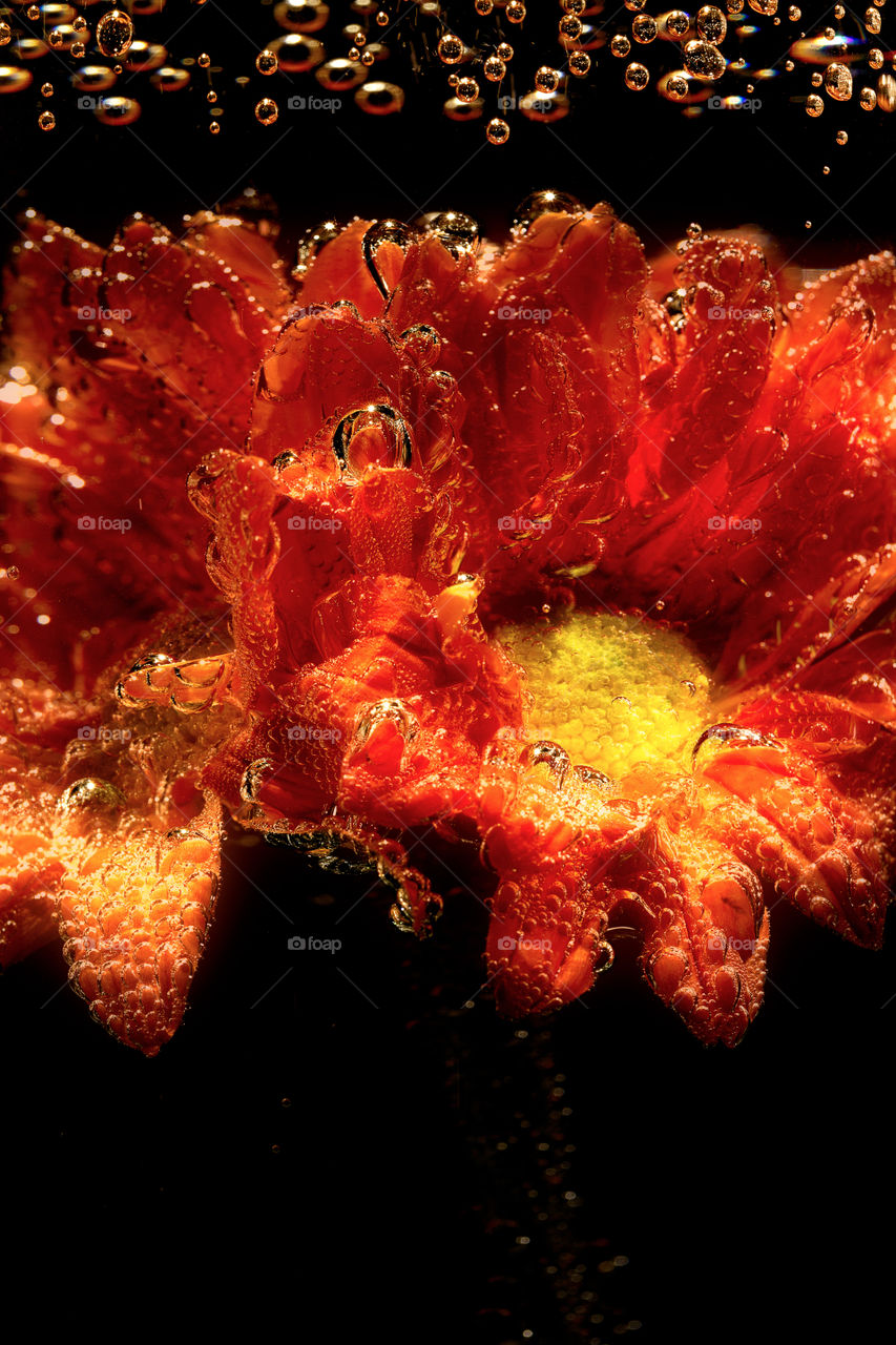 Close-up of flowers underwater