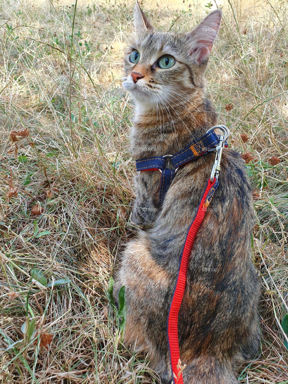 cat on a leash looking up sitting in the grass