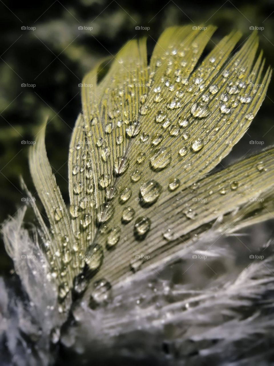 A close-up macro shot of a delicate feather adorned with crystal-clear water droplets. The intricate details of the feather’s texture and the shimmering droplets create a stunning, nature-inspired composition with a soft, blurred background.