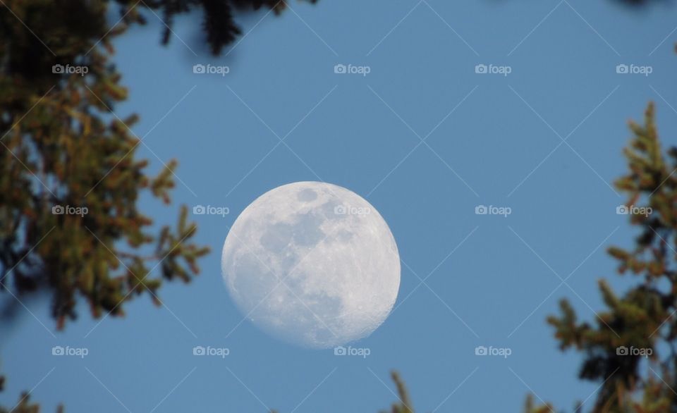 The moon rising in the evening
