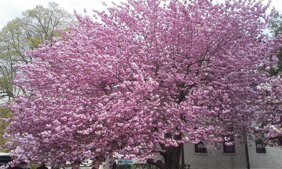 Blossoming Spring Tree
