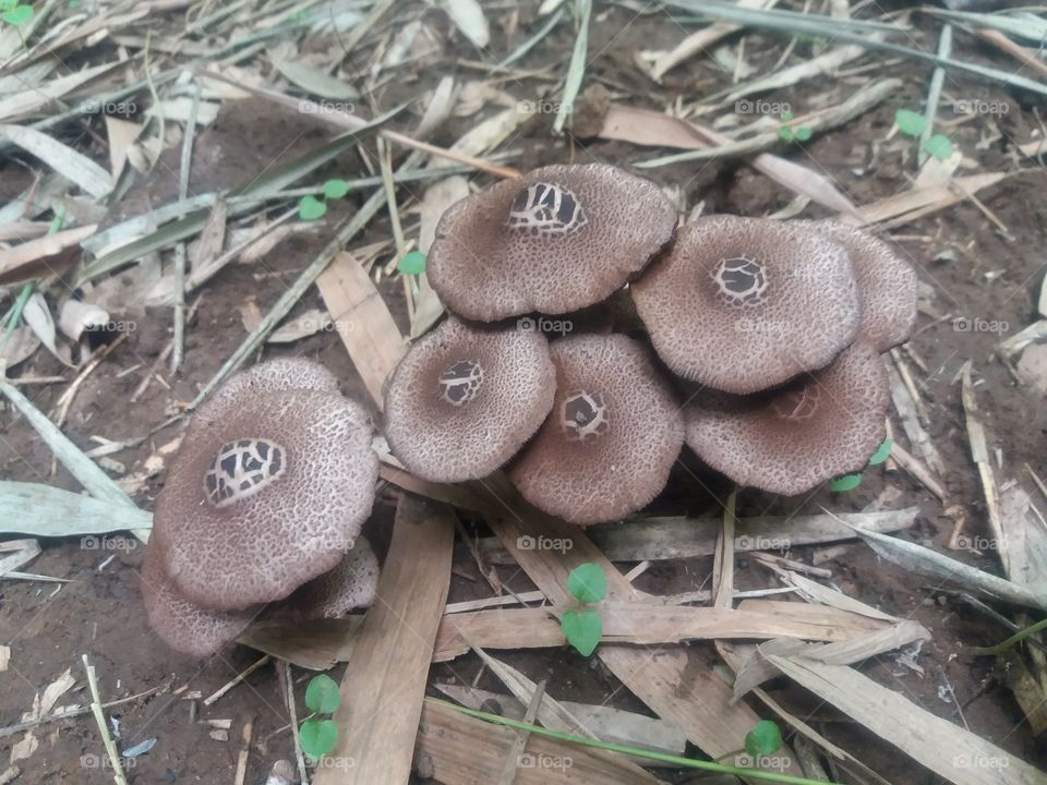 Black Fungi Dangerous Jhek Kakan Bro