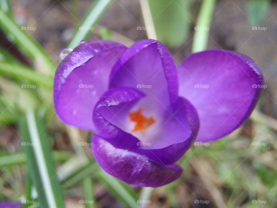 Macro on crocuses 