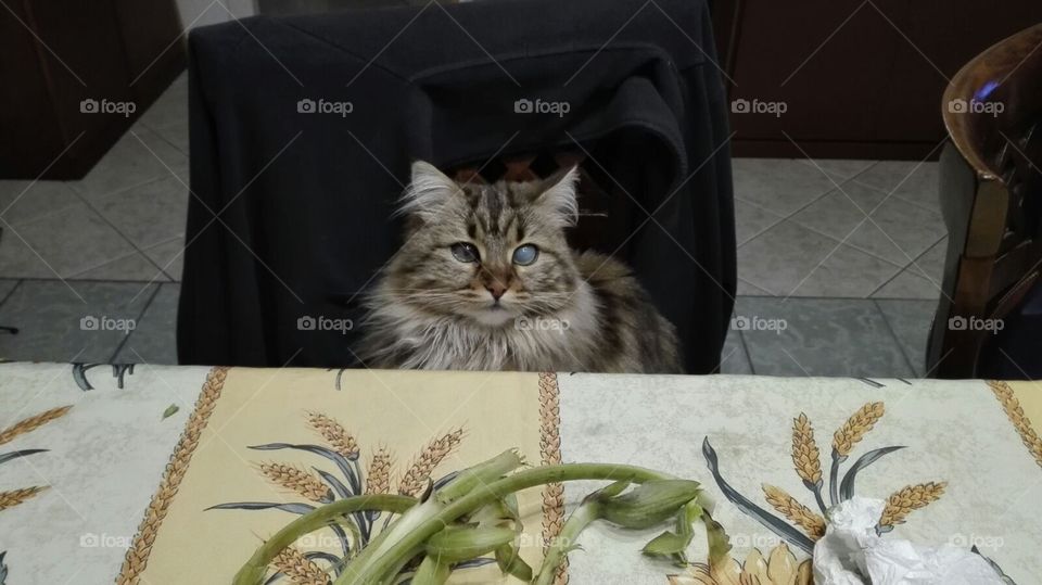 My Cat; cateyes; naturecat, Blackcat, italy , sardinia, Italia 