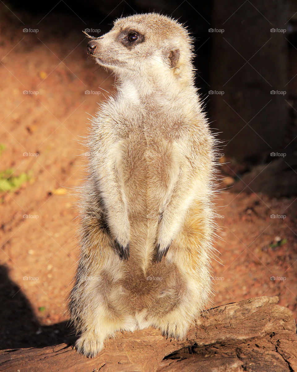 Meerkat