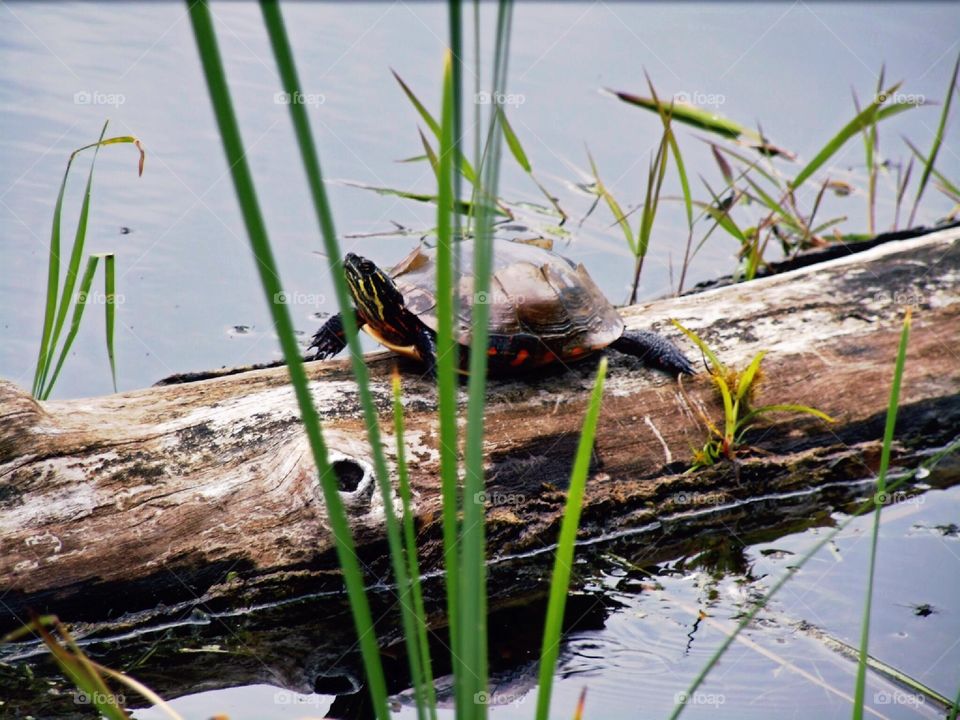 Turtle on log