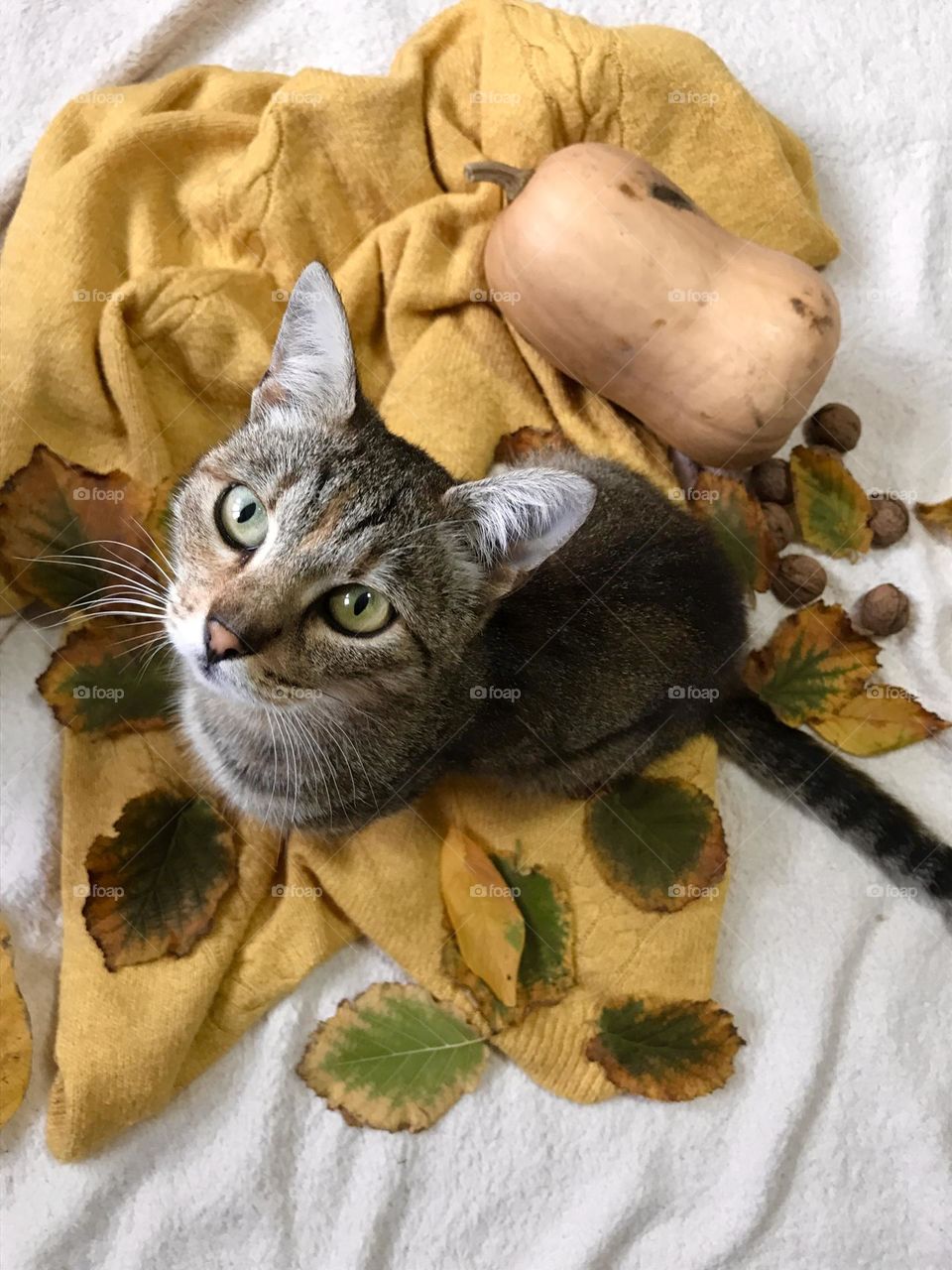 A cat, sitting and enjoying the cozy fall 