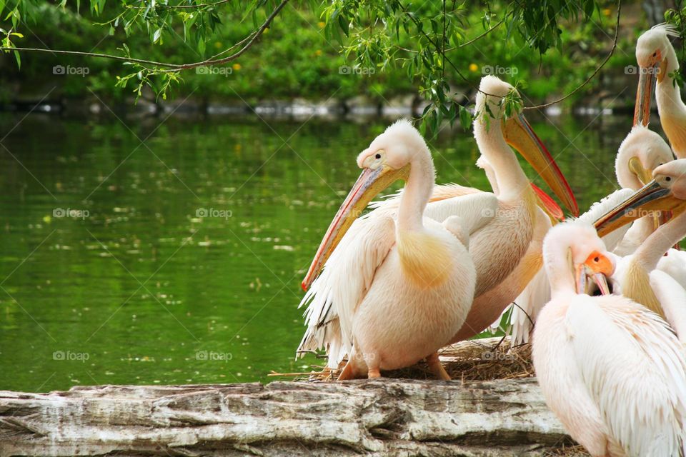 Pelikans are having an annual meeting, but one bird isn't interested at all!