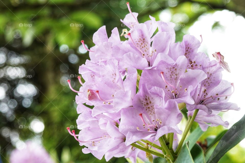 Rhododendron in full bloom in my garden ...