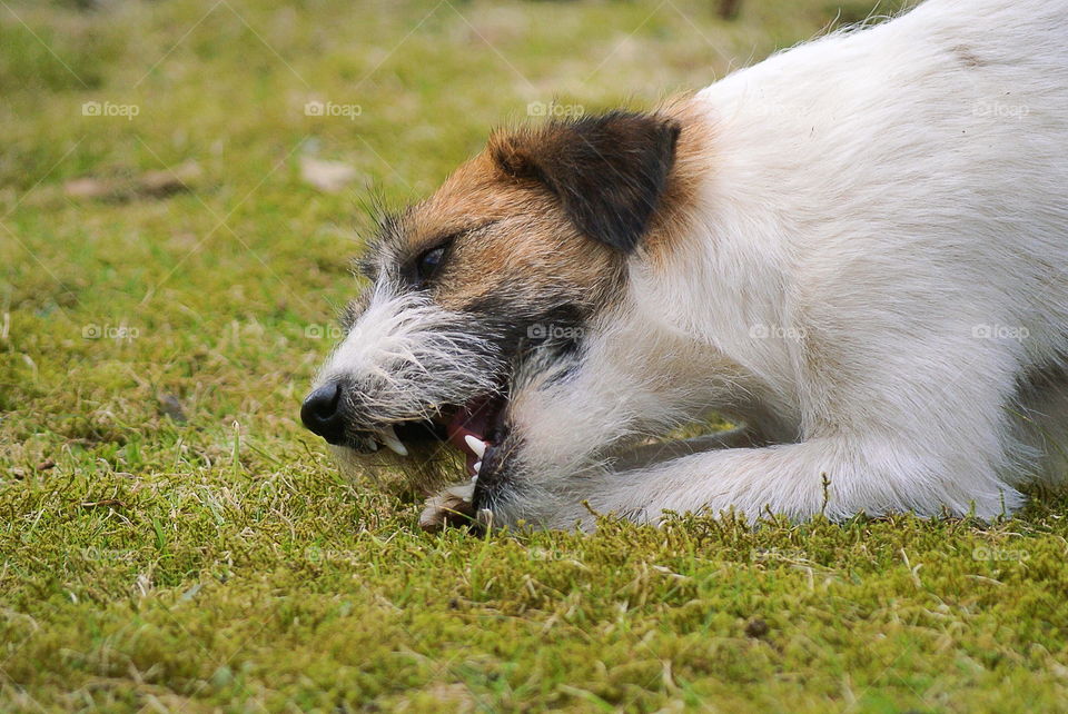 Dog chewing on a toy