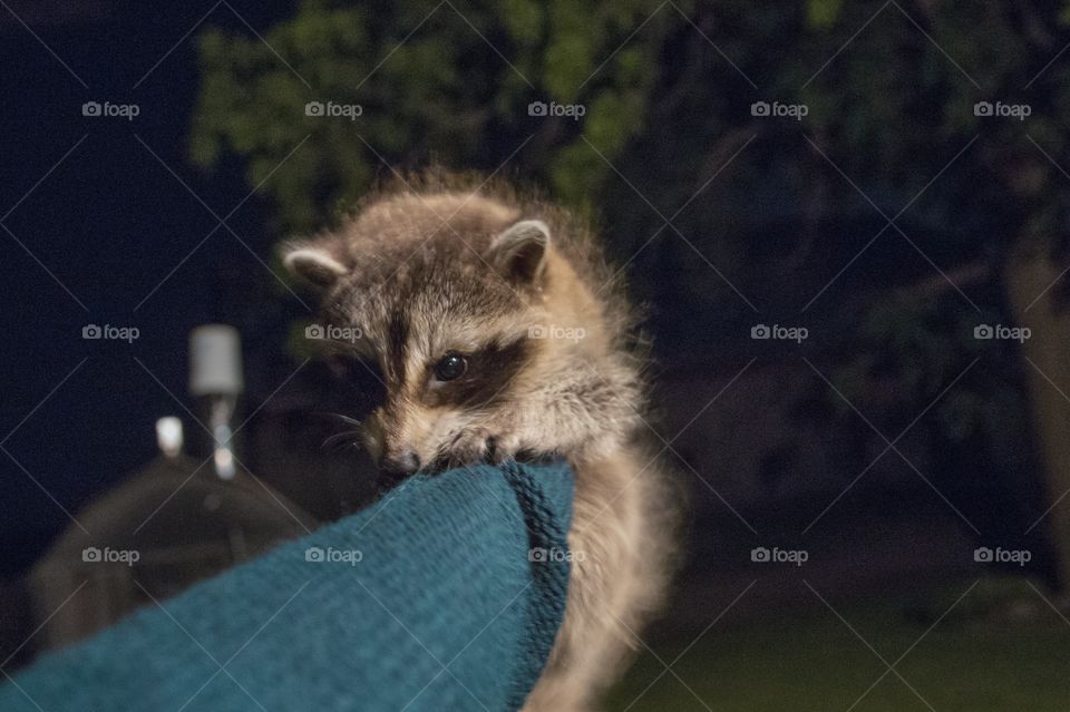 Mammal, No Person, Portrait, Dog, Wildlife