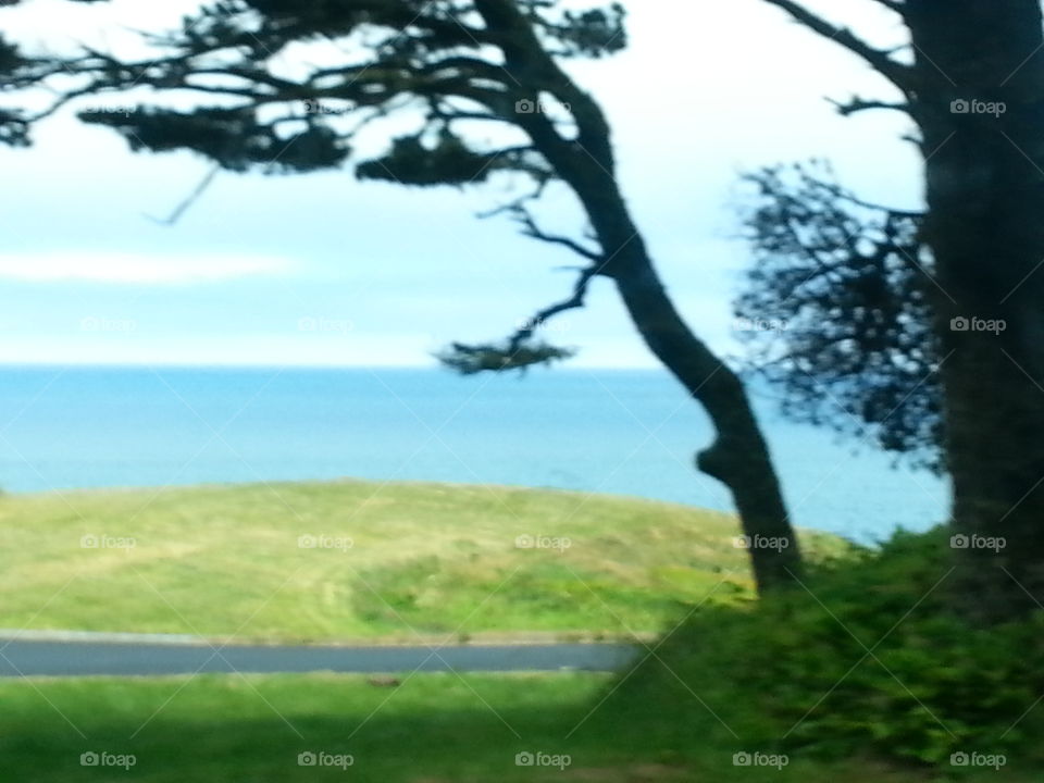 single tree on a cliff